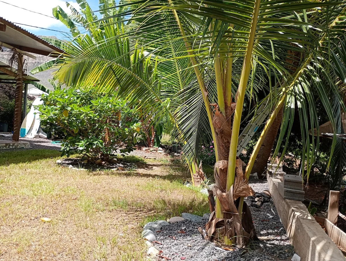 The garden with a young coconut palm, a lawn and tropical flower beds